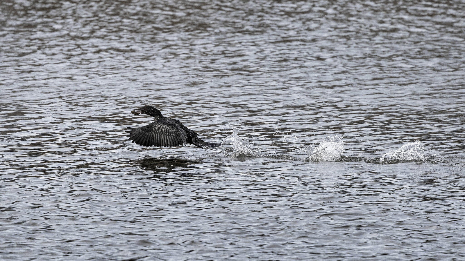 La plimbare cu Canon R6II si RF 100-500mm