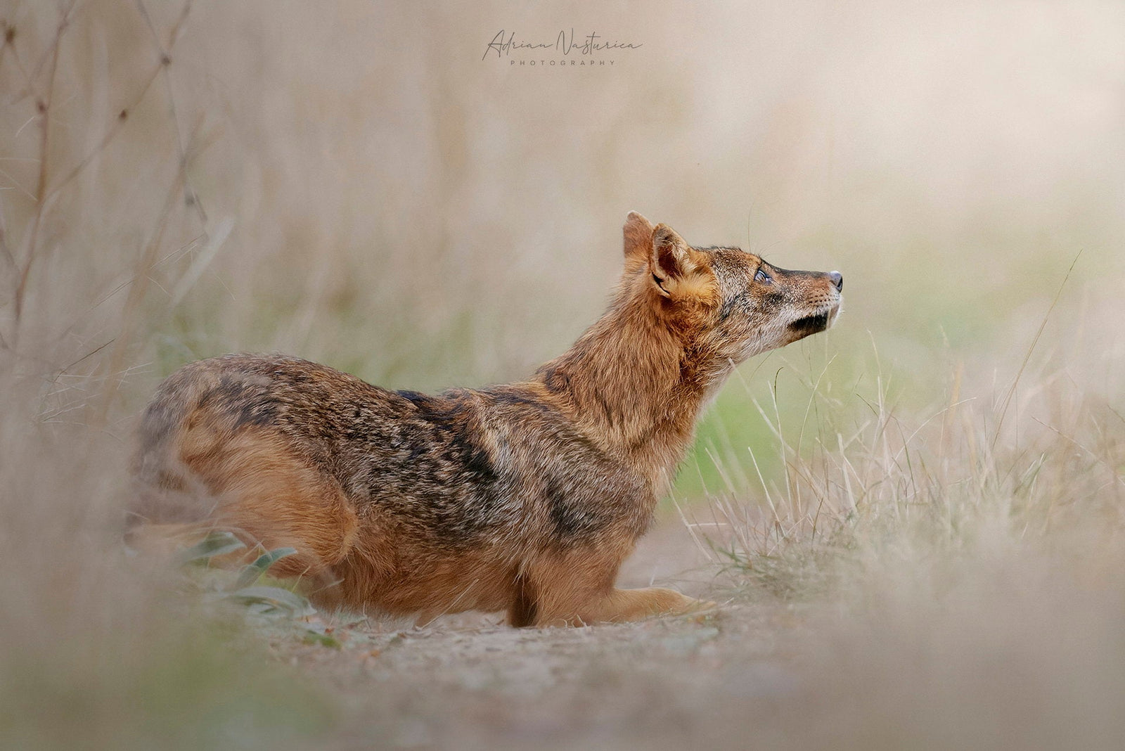 Profil de fotograf: Adrian Nasturica