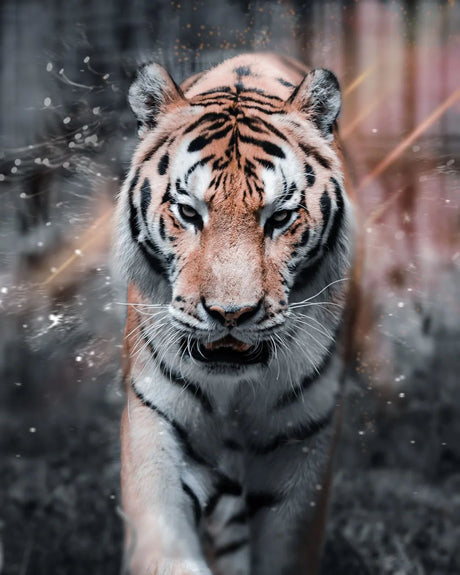Profil de fotograf: Borcoman Dinu