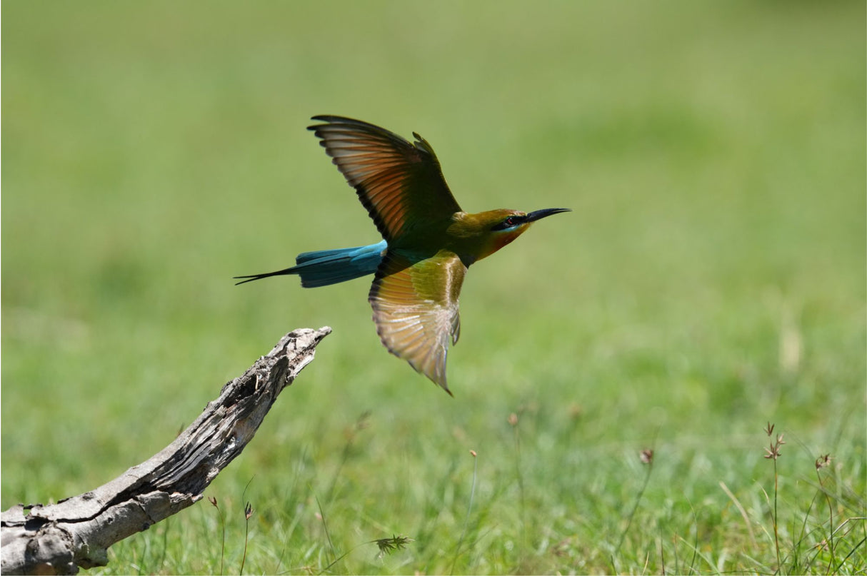 Bird on branch; camera not visible (A7R VI mirrorless body)