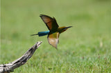 Bird on branch; camera not visible (A7R VI mirrorless body)