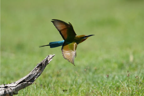 Bird on branch; camera not visible (A7R VI mirrorless body)