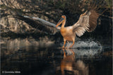 Orange-billed water bird flapping wings above river surface with splash
