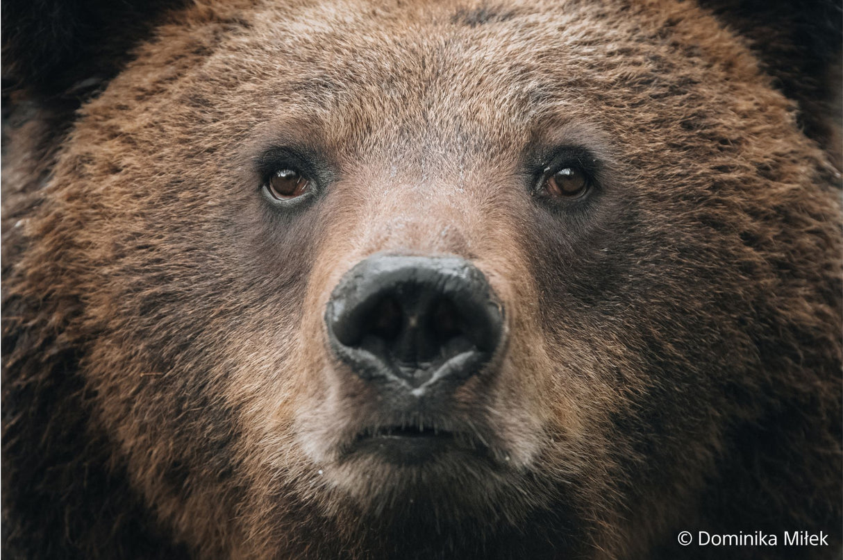 Close-up of brown bear face with dark muzzle and nose, direct gaze