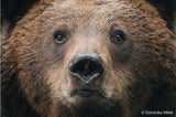 Close-up of brown bear face with dark muzzle and nose, direct gaze